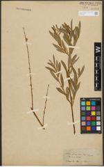 Foto von Salix purpurea L. x Salix repens L.